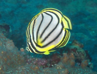 Maypole butterfly