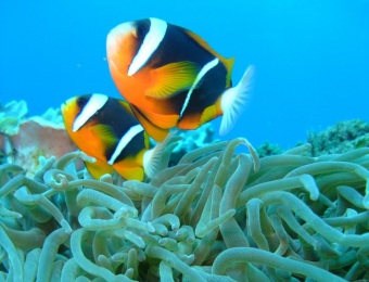 Twobar anemonefish