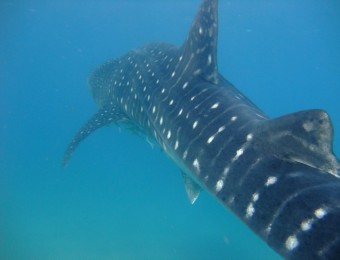 Whaleshark back