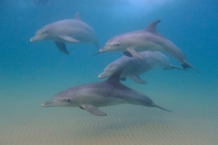 5 mile Dolphins