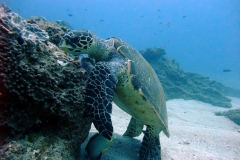 Hawksbill turtle
