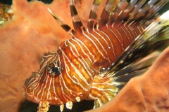 Lionfish