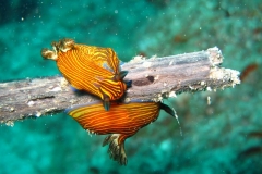Nudibranch