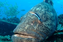 Potato bass