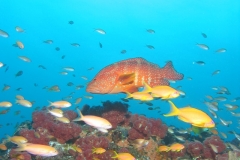 Reef