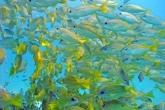 Snappers