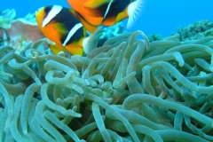 Twobar anemonefish