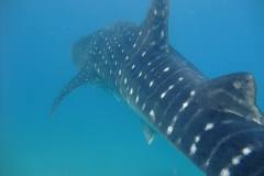 Whaleshark back