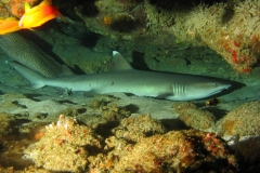 Whitetip reef shark
